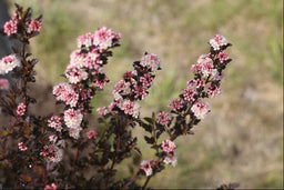PHYSOCARPUS OPULIFOLIUS SMPOTW.jpg