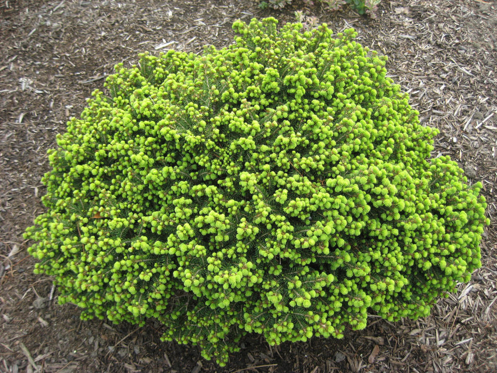 PICEA ABIES LITTLE GEM LANDSCAPE A.jpg