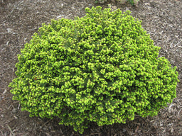 PICEA ABIES LITTLE GEM LANDSCAPE A.jpg