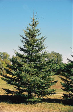 PICEA GLAUCA.jpg