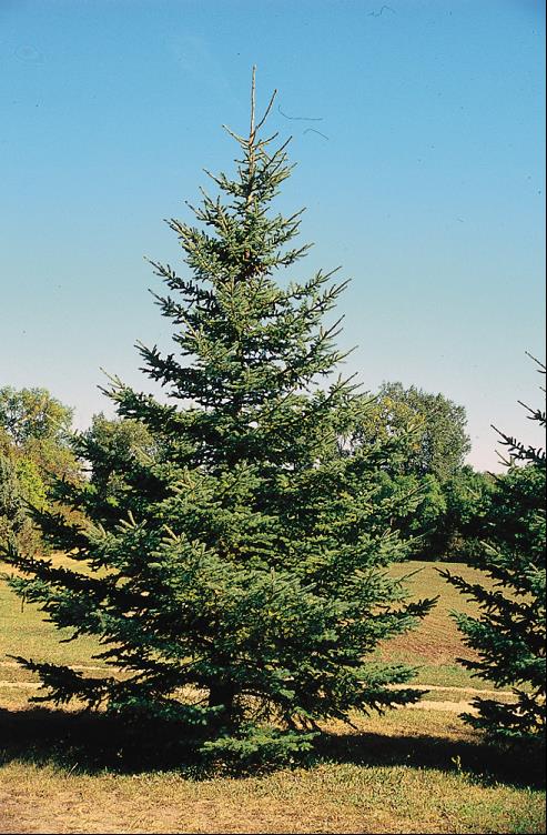 PICEA GLAUCA.jpg