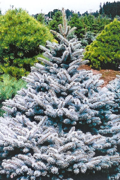 PICEA_PUNGENS_BABY_BLUE_EYES.jpg