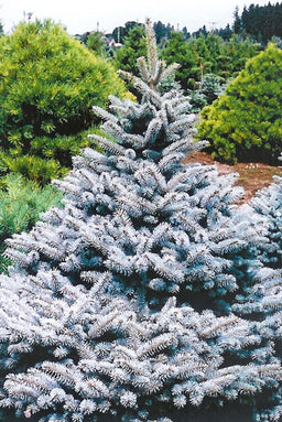 PICEA_PUNGENS_BABY_BLUE_EYES.jpg
