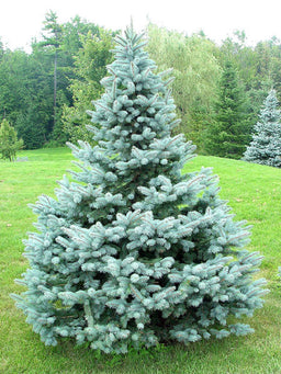 PICEA_PUNG_GL_BABY_BLUE.jpg