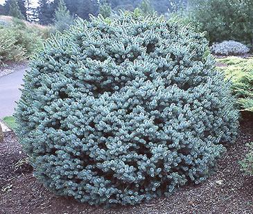 PICEA_SIT_TENAS_PAPOOSE.jpg