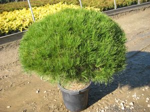 PINUS_D_UMBRAC_COMPACTA.jpg