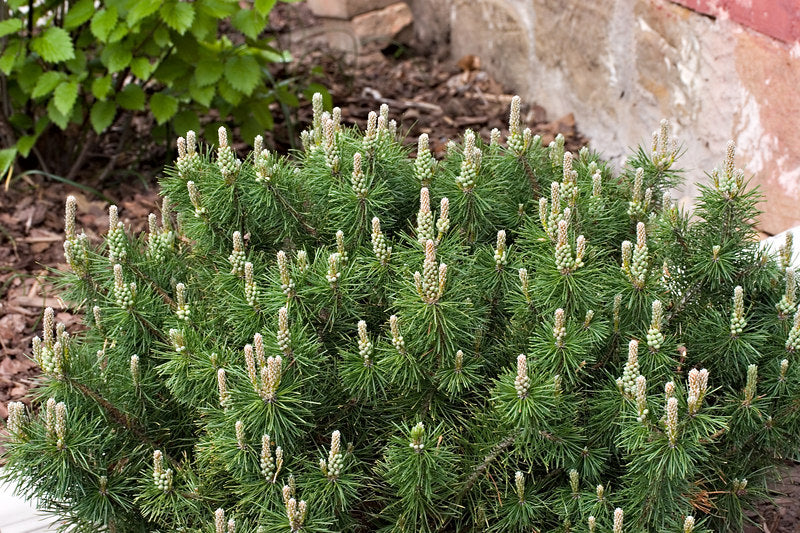 PINUS_MUGO_ENCI.jpg