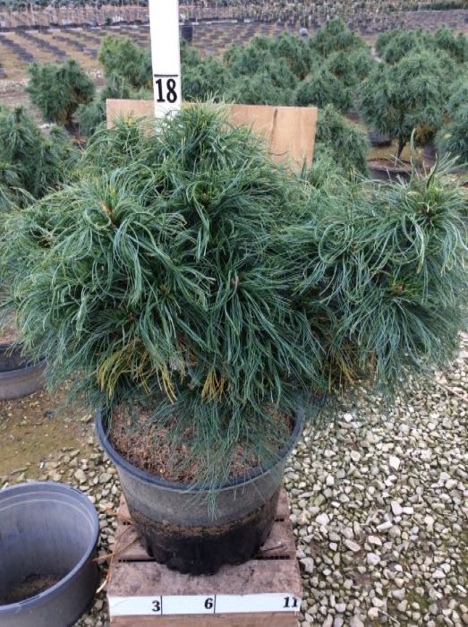 PINUS_STROBUS_KURLY_TOP.jpg