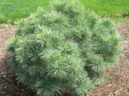 PINUS STROBUS NANA BLUE SHAG.jpg