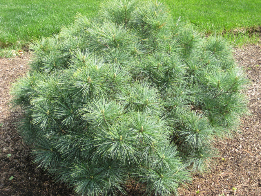 PINUS STROBUS NANA BLUE SHAG.jpg
