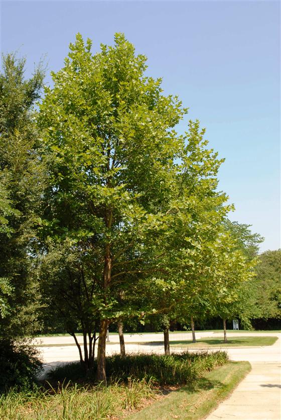 PLATANUS_BLOODGOOD.jpg