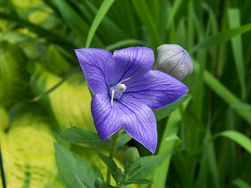 PLATYCODON SENTIMENTAL BLUE.JPG