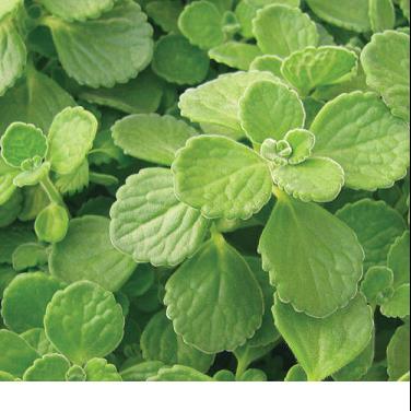 PLECTRANTHUS CERVEZA N LIME.jpg
