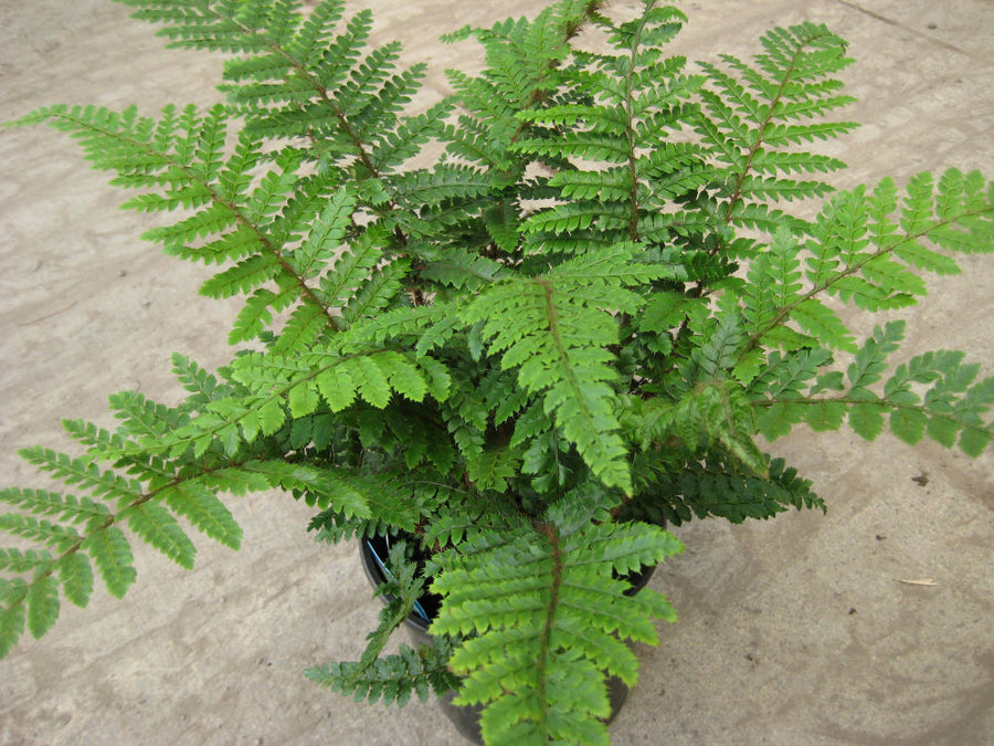 POLYSTICHUM TASSEL FERN 1 GAL.jpg