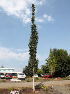 POPULUS_MOUNTAIN_SENTINEL.jpg