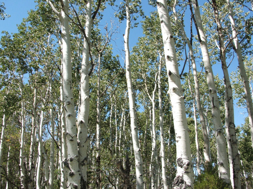 POPULUS_TREMULOIDES.jpg
