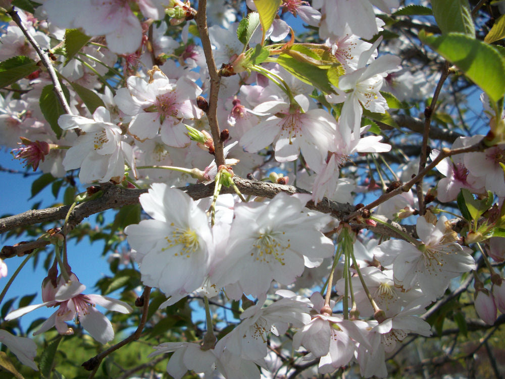 PRUNUS AUTUMNALIS.jpg