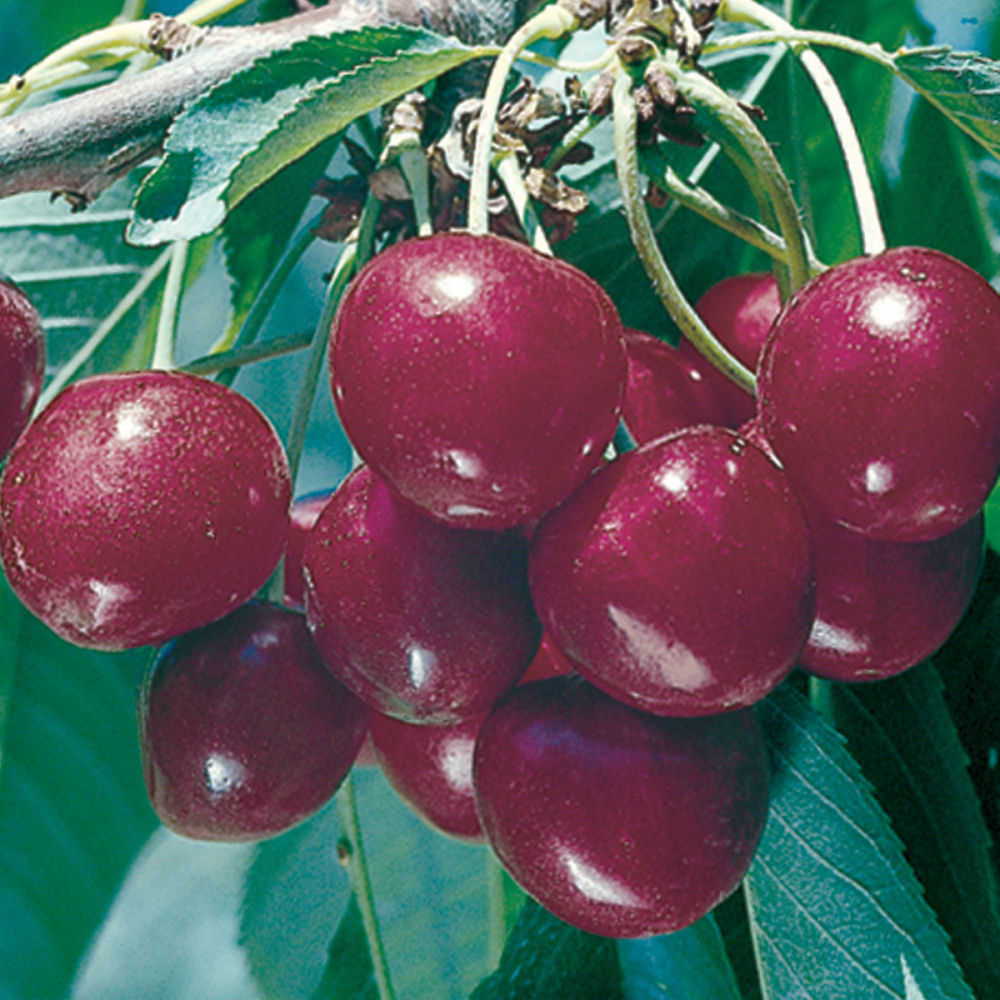 PRUNUS_BING.jpg