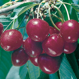 PRUNUS_BING.jpg