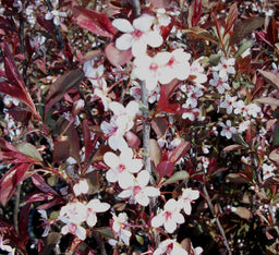 PRUNUS CISTENA.jpg