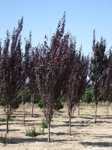 PRUNUS_C_CRIMSON_POINTE.JPG