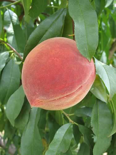 PRUNUS_ELBERTA.jpg