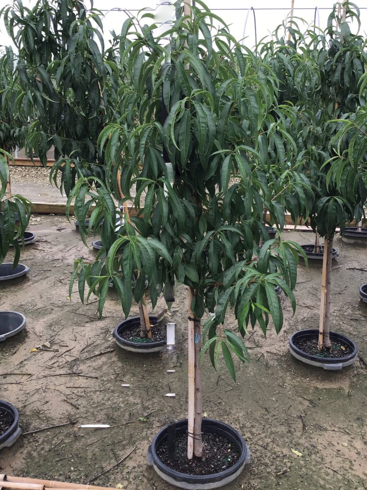 PRUNUS FRUIT - DONUT SATURN G72.jpg