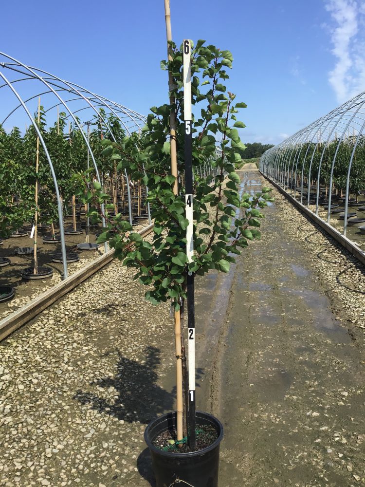 PRUNUS FRUIT - GOLDSTRIKE  G7.jpg