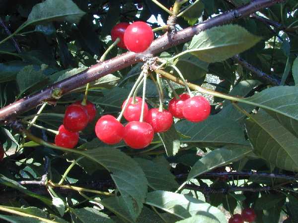 PRUNUS_MONTMORENCY.jpg