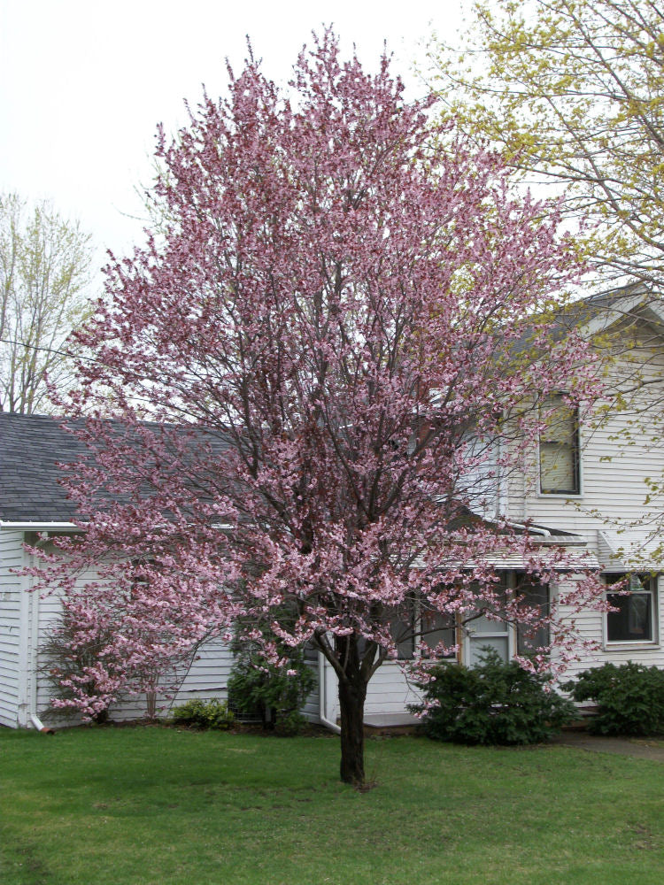PRUNUS NEWPORT.jpg