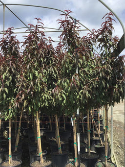 PRUNUS PERSICA 'CORINTHIAN ROSE'  G7 72in2.jpg