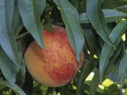 PRUNUS_REDHAVEN.jpg