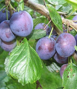 PRUNUS_STANLEY.jpg