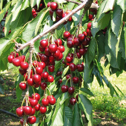 PRUNUS_STELLA.jpg