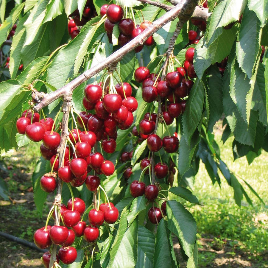 PRUNUS_STELLA.jpg