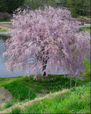 PRUNUS SUB. PINK SNOW SHOWERS.jpg