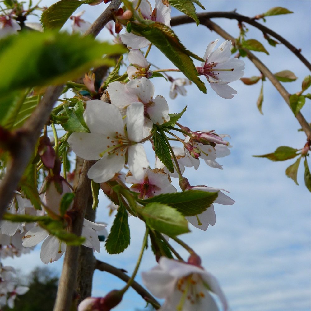 PRUNUS SUB PENDULA.jpg