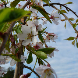 PRUNUS SUB PENDULA.jpg