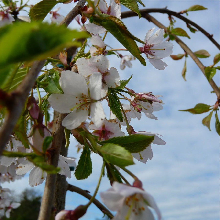 PRUNUS SUB PENDULA.jpg