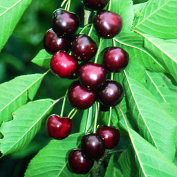 PRUNUS_SWEETHEART.jpg