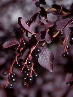 PRUNUS_VIRGINIANA_SCHUBERT.jpg