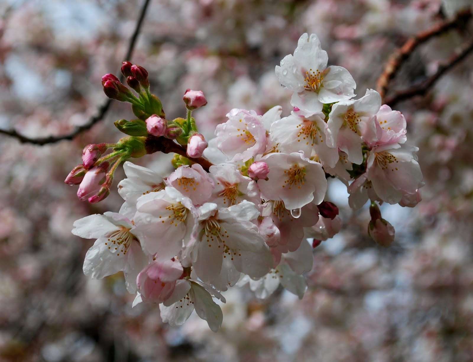 PRUNUS YODOENSIS YOSHINO.JPG