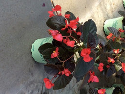 PTW-BC%20BEGONIA%20BIG%20BR%20LEAF%20RED%20%2017CM%205-10-17[1].jpg