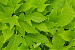 PTW-BC IPOMOEA SW GA HEART LT GREEN.jpg