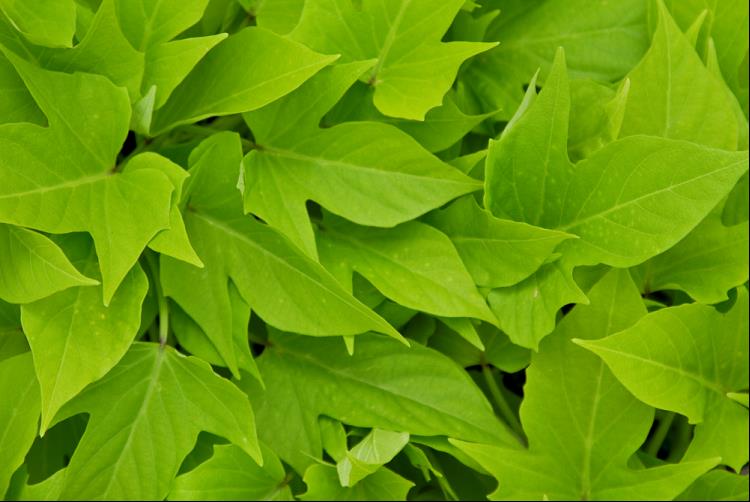 PTW-BC IPOMOEA SW GA HEART LT GREEN.jpg