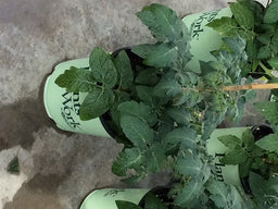 PTW-K%20TOMATO%20'TIDY%20TREATS'%20%2019CM[1].jpg