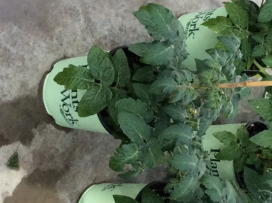 PTW-K%20TOMATO%20'TIDY%20TREATS'%20%2019CM[1].jpg