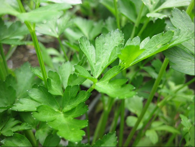 PTW-K PARSLEY ITALIAN.jpg