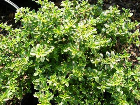 PTW-K THYME GOLDEN LEMON.jpg