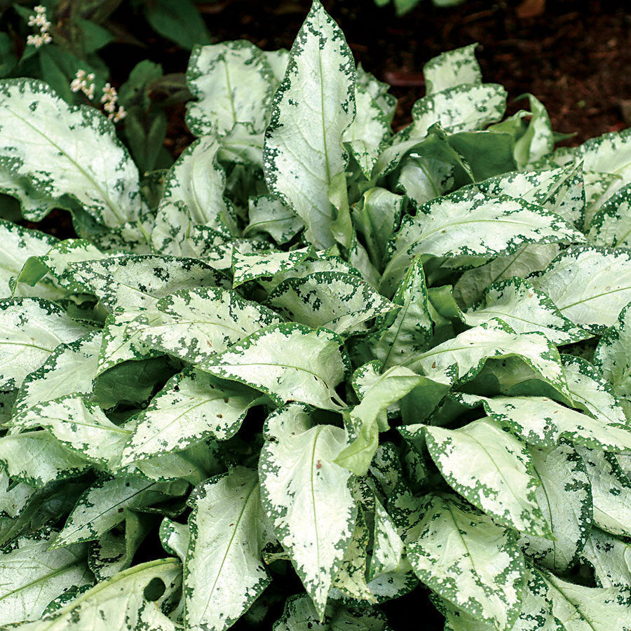 PULMONARIA_HIGH_CONTRAST.jpg
